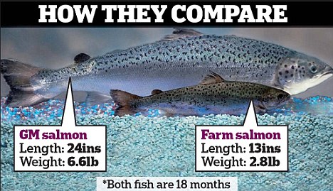 FDA Considers GMO Salmon Safe For Environment